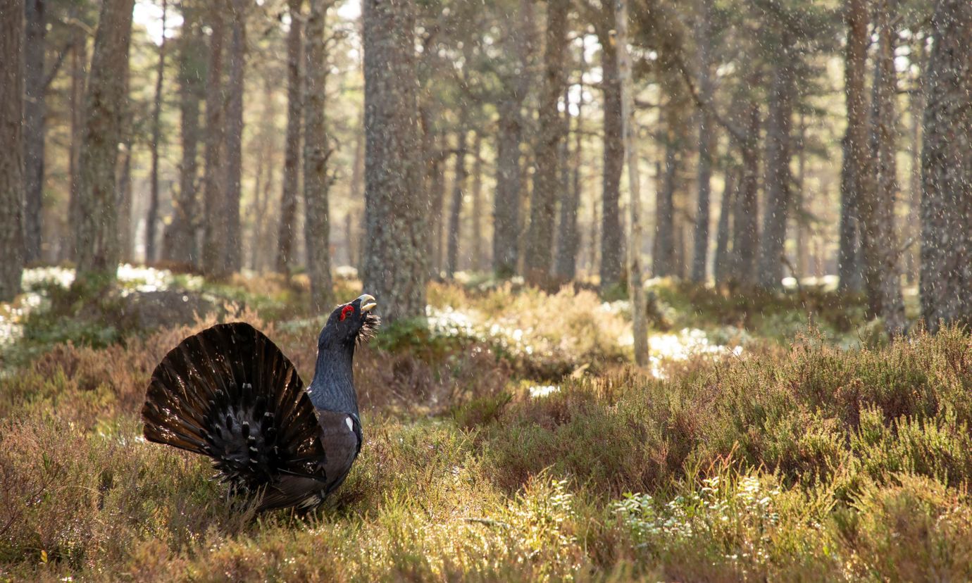 A male capercaillie in the forest in the Cairngorms National Park