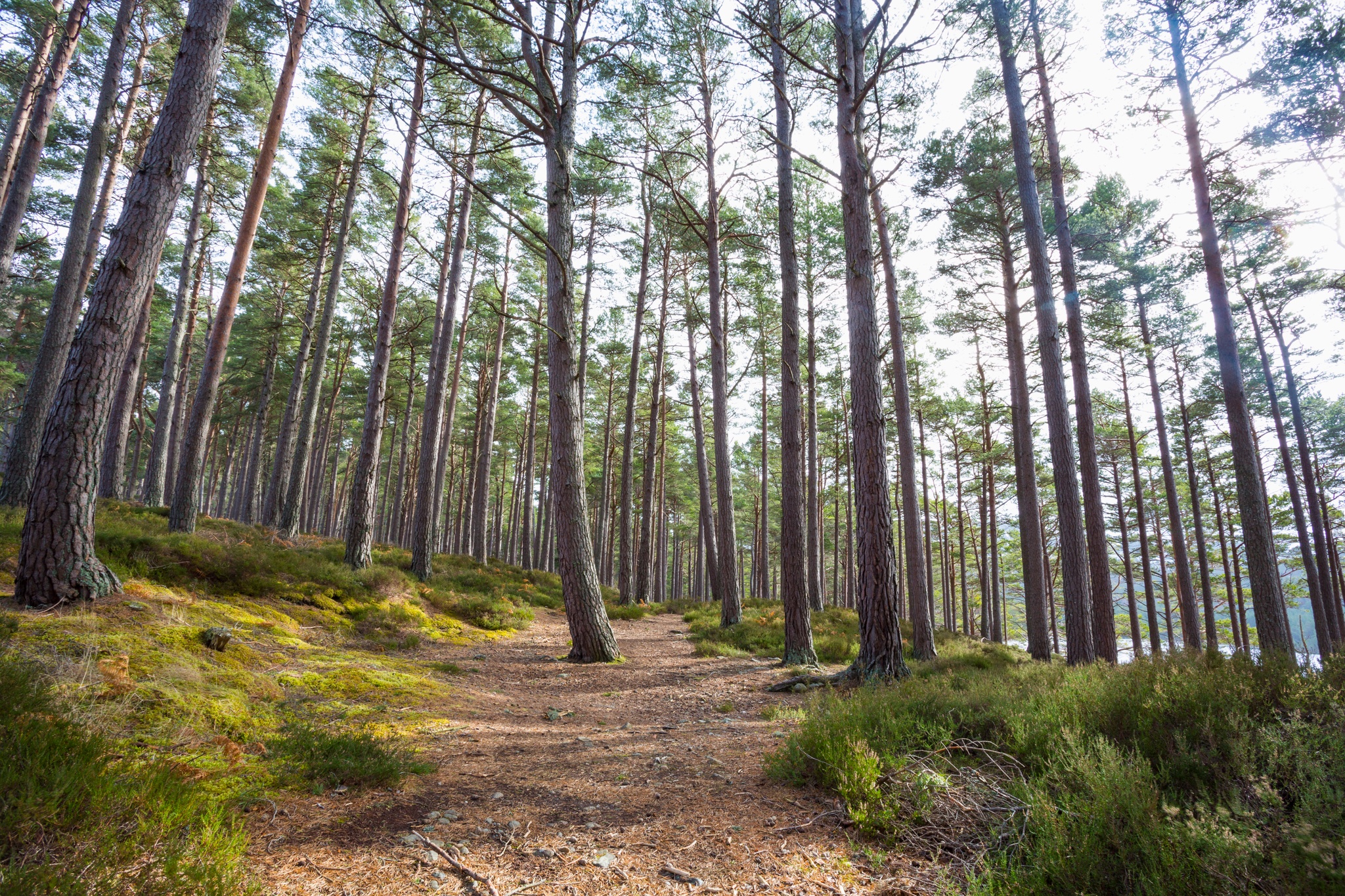 View of trees in Rothiemurchus Forest Aviemore