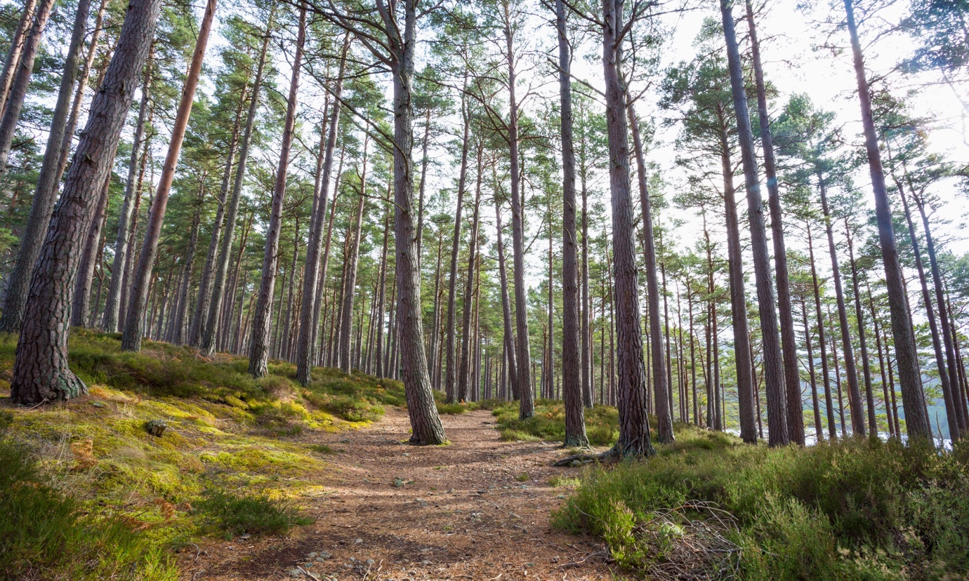 View of trees in Rothiemurchus Forest Aviemore