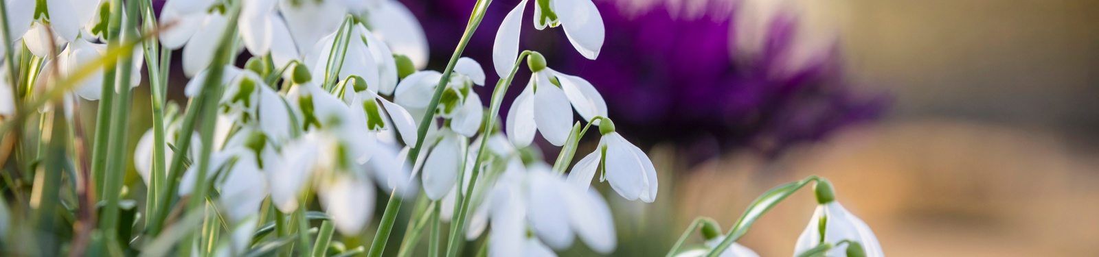 Snowdrops at Cambo Gardens