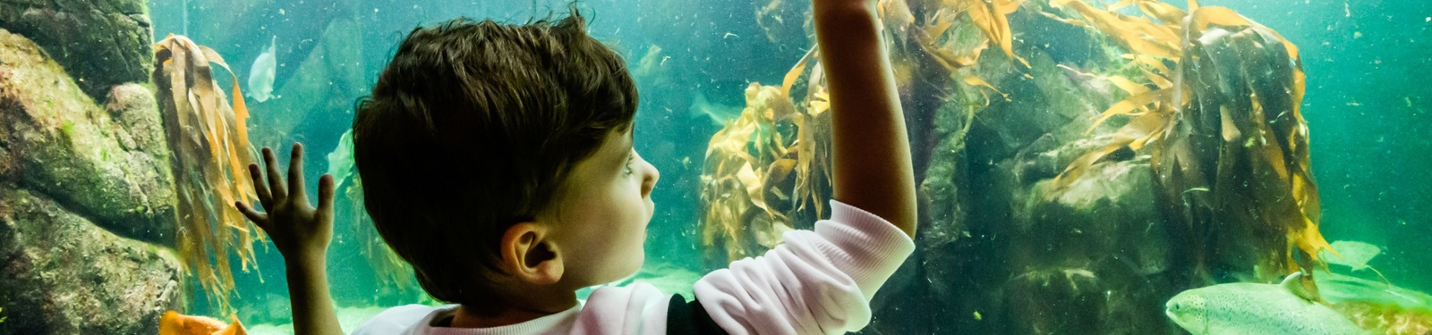 Macduff Marine Aquarium